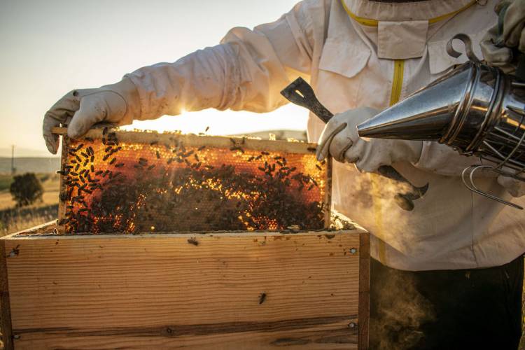 beekeeper inspecting honey