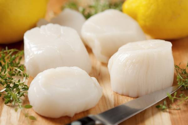 st joe's bay scallop season