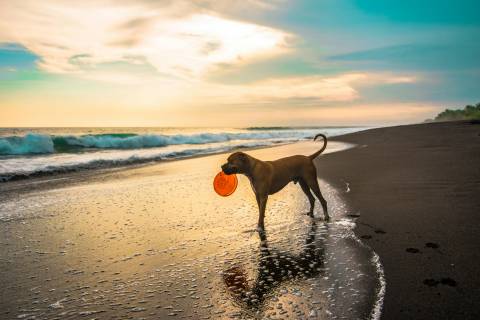 dog on beach in cape san blas fl